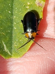 Disonycha triangularis