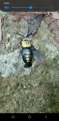 Sataspes tagalica