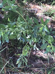 Baccharis glomeruliflora