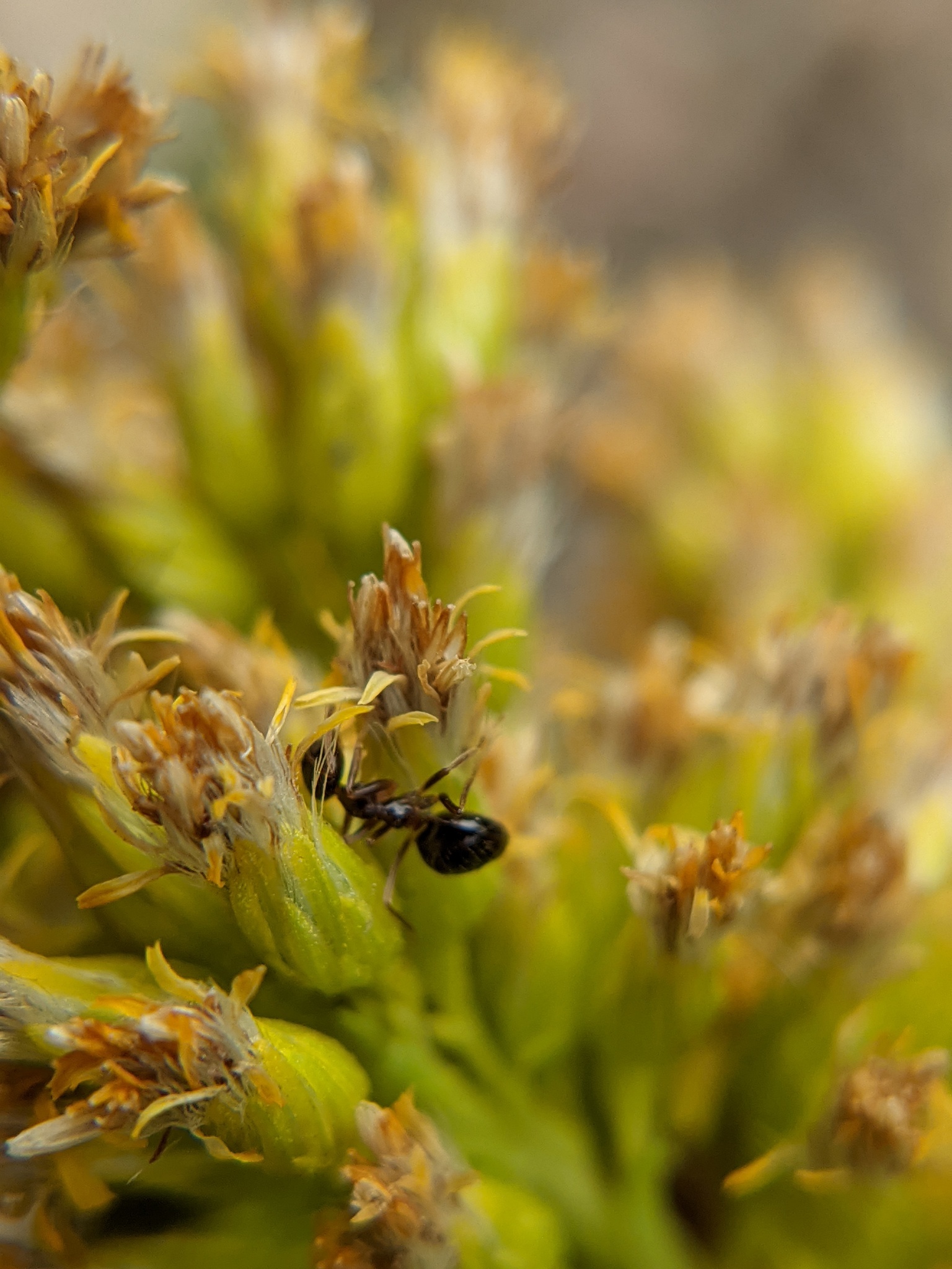Formica pallidefulva