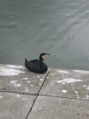 Phalacrocorax carbo carbo