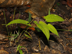 Endodeca serpentaria