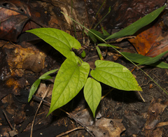 Endodeca serpentaria