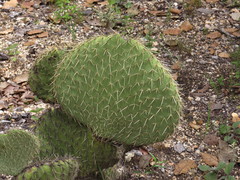 Opuntia huajuapensis