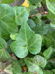 Hedera helix