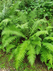 Dryopteris affinis borreri