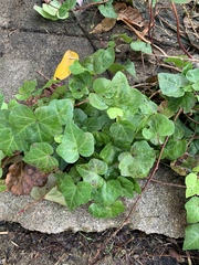 Hedera helix