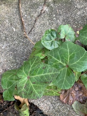 Hedera helix