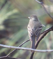 Empidonax occidentalis