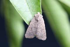 Caradrina flavirena