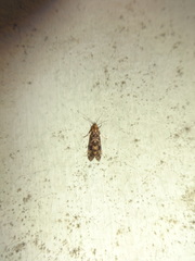 Scardiinae