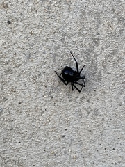 Latrodectus hesperus