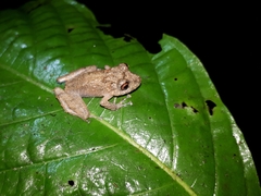 Pristimantis crenunguis
