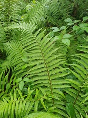Dryopteris affinis borreri