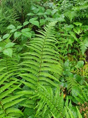 Dryopteris affinis borreri