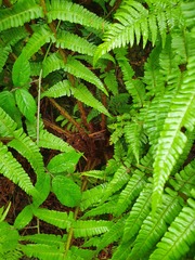 Dryopteris affinis borreri