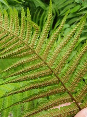 Dryopteris affinis borreri