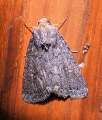 Amphipyra effusa