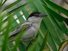 Dryoscopus cubla hamatus