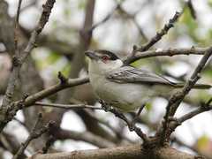 Dryoscopus cubla hamatus