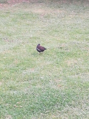 Gallinula chloropus