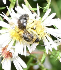 Colletes compactus compactus