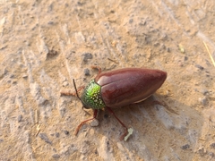 Sternocera chrysis