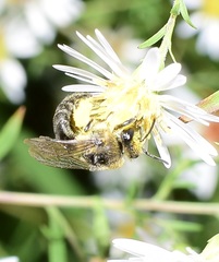 Colletes compactus compactus