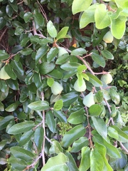 Ficus pumila