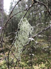 Ramalina thrausta