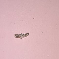 Parapoynx fluctuosalis