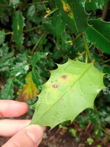 European Holly Leafminer
