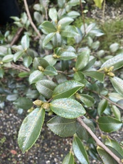 Theaceae