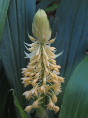 Calanthe formosana