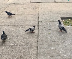 Columba livia domestica