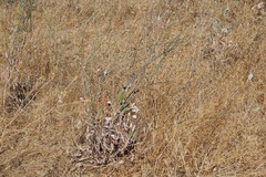 Eriogonum nudum auriculatum