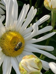 Lucilia sericata