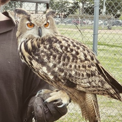 Bubo