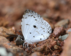 Neopithecops zalmora dharma