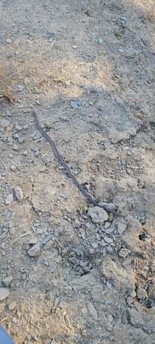 iNaturalist observation photo of Pacific Gopher Snake