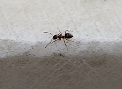 Nylanderia jaegerskioeldi