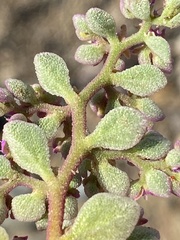 Aizoon papulosum