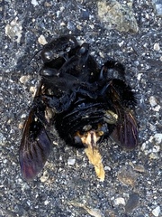 Xylocopa sonorina