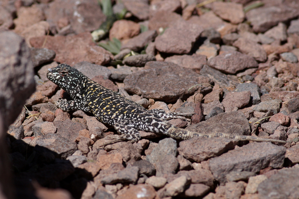 Liolaemus gracielae