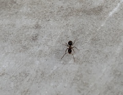 Nylanderia jaegerskioeldi