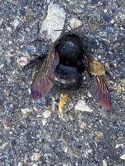 Xylocopa sonorina