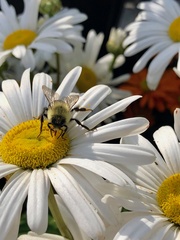 Bombus impatiens