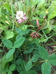 Trifolium pratense