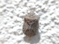 Neoleprosoma argentinensis