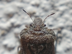 Neoleprosoma argentinensis